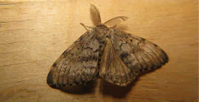 Бүгэг эрвээхэй